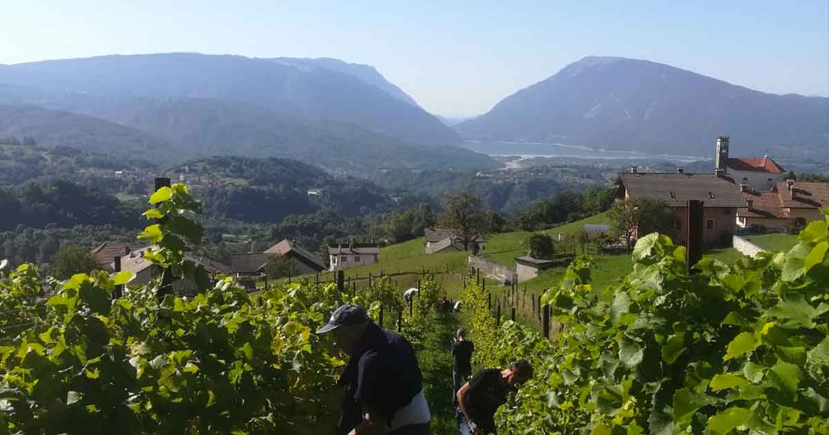 Foto Vigneti AVA Società Agricola ad Alpago